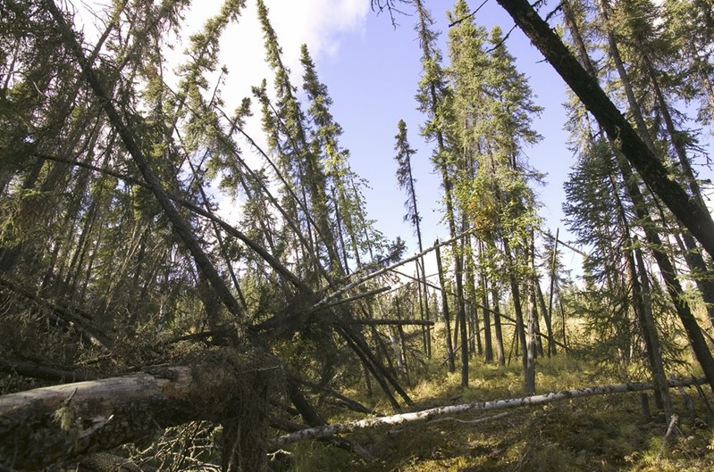 Fallen trees after the permafrost melted in Fairbanks Alaska 2004
