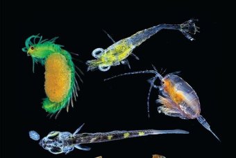 Plankton